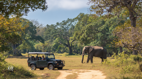 Dutch A2.20.1 Beekse Bergen: safari in the Netherlands!