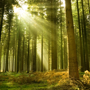  Het bos: Het bos (Nederlands)