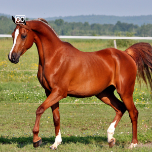 Koń
